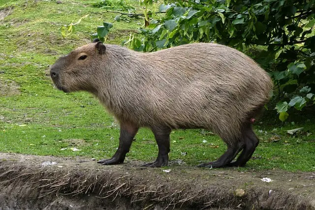 Capybara : what you need to know about the largest rodent in existence