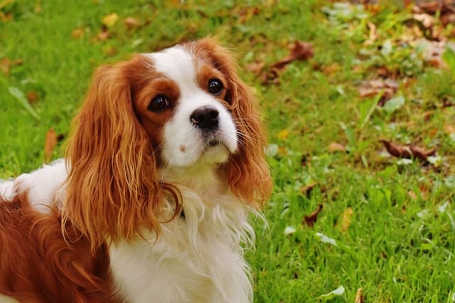 Cavalier King Charles Spaniel: character, appearance, nature, diseases, care, price, breeding