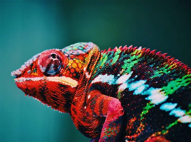 The Chameleon: an extraordinary reptile with surprising abilities