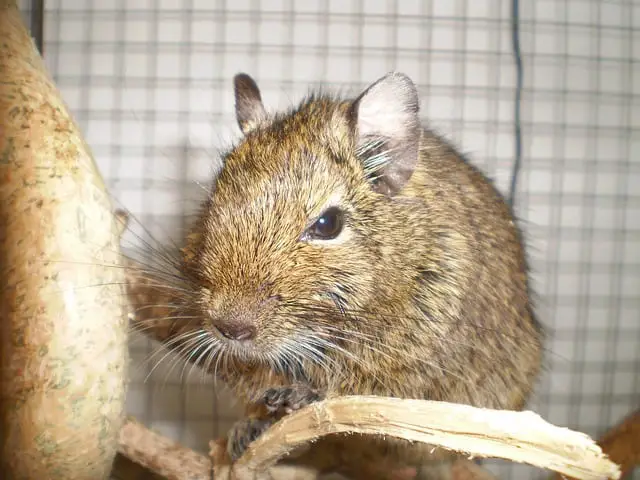 Degu: characteristics of the rodent native to the Andes