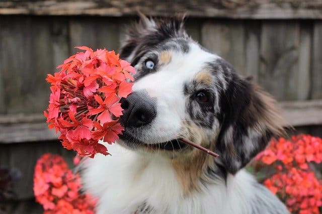 What are poisonous plants for dogs and what to do in case of poisoning