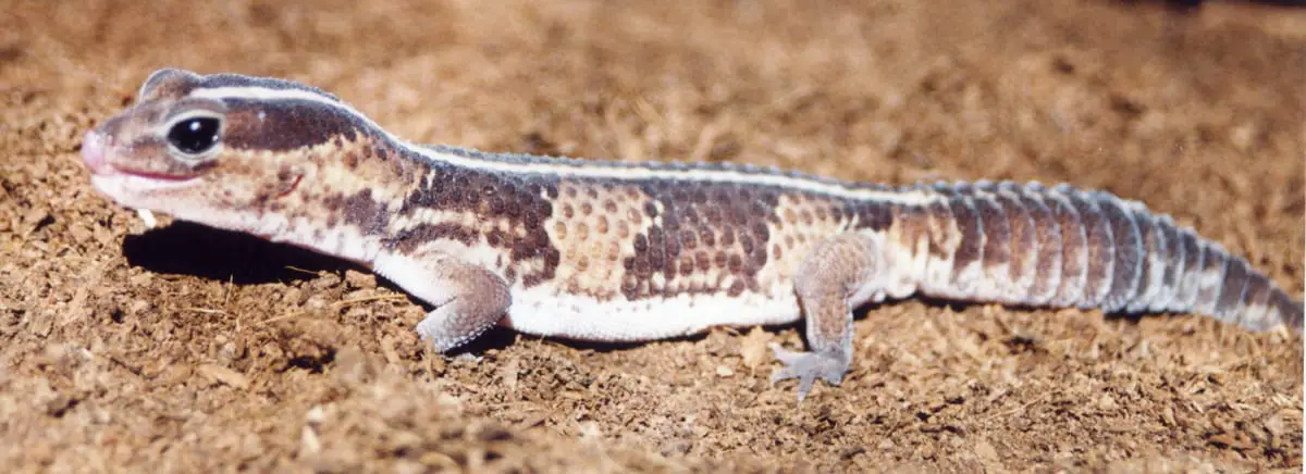 Fat Tailed Gecko: Complete Guide to Care and Breeding