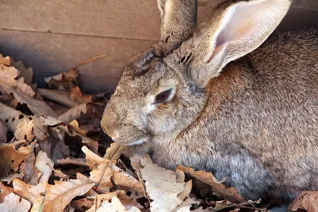 The Giant Rabbit: breeds, care, nutrition