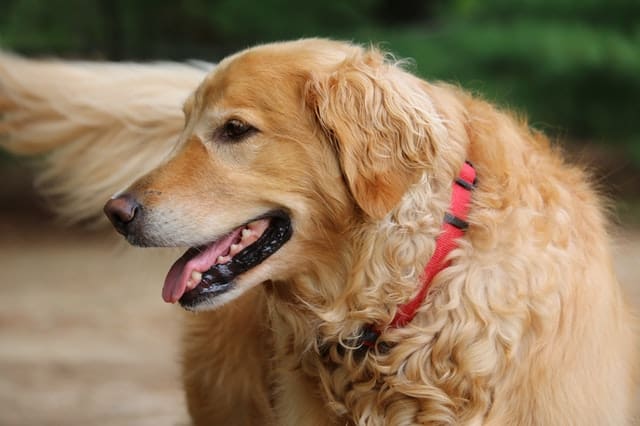 The Golden Retriever: appearance, nature, care, diseases, price