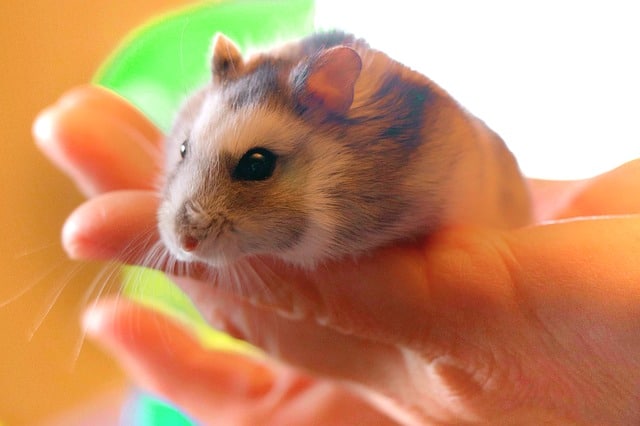 Health and Illnesses of Hamsters