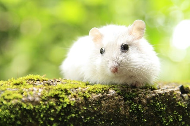 Hamsters Illnesses and Diseases