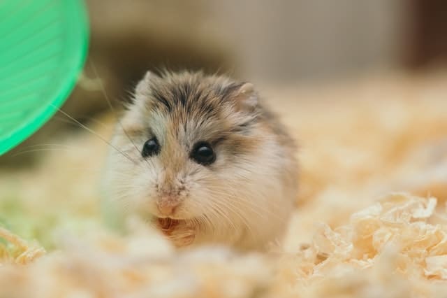 Types of Dwarf Hamsters and the Differences between them