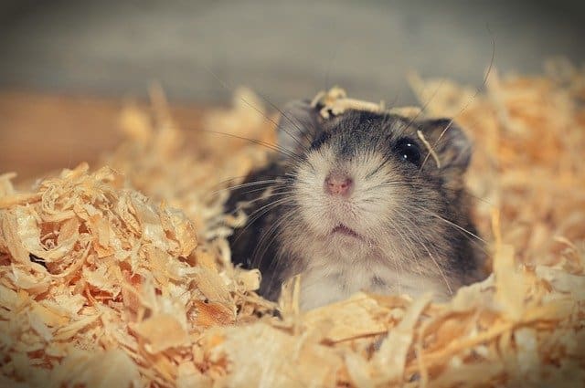 How to care for a Russian Dwarf Hamster