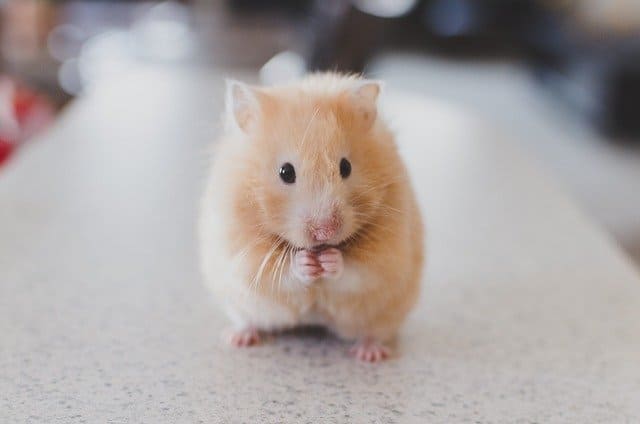 Best known Hamster Breeds