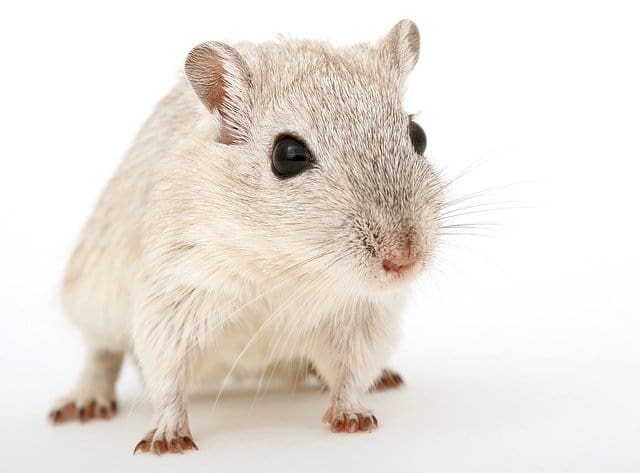 Rodents as pets - these are the most common!