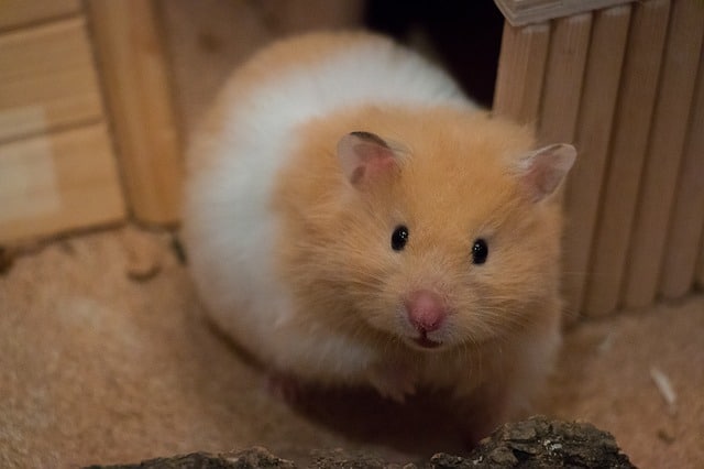 How to know if your hamster is Pregnant