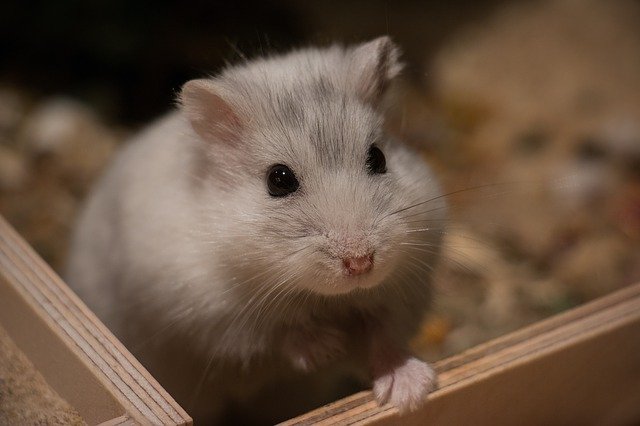 What to do when you first get a Hamster Home