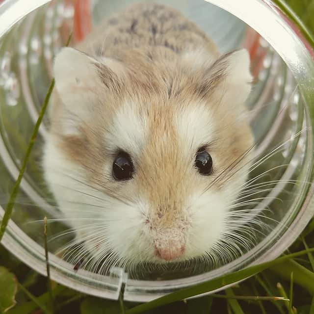 Behavior and Natural Instincts of a Hamster