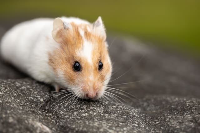 How to understand the language of a Hamster