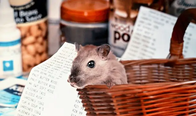 Hamster needs checklist: What should you buy before getting a Hamster Home