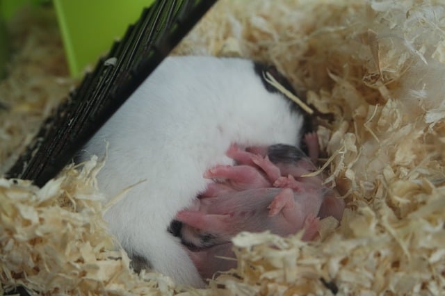 Hamster Pregnancy and Childbirth
