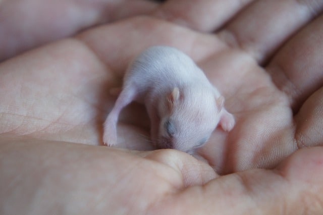 How to Take care of Newborn Baby Hamsters