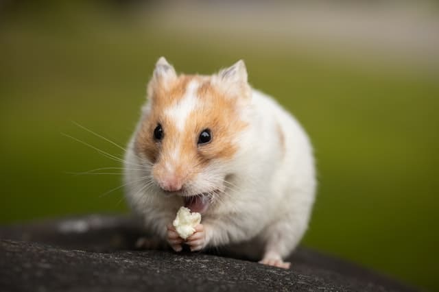 Caring for Teeth of the Hamster