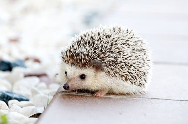 Hedgehog: appearance, characteristics, food, care, breeding