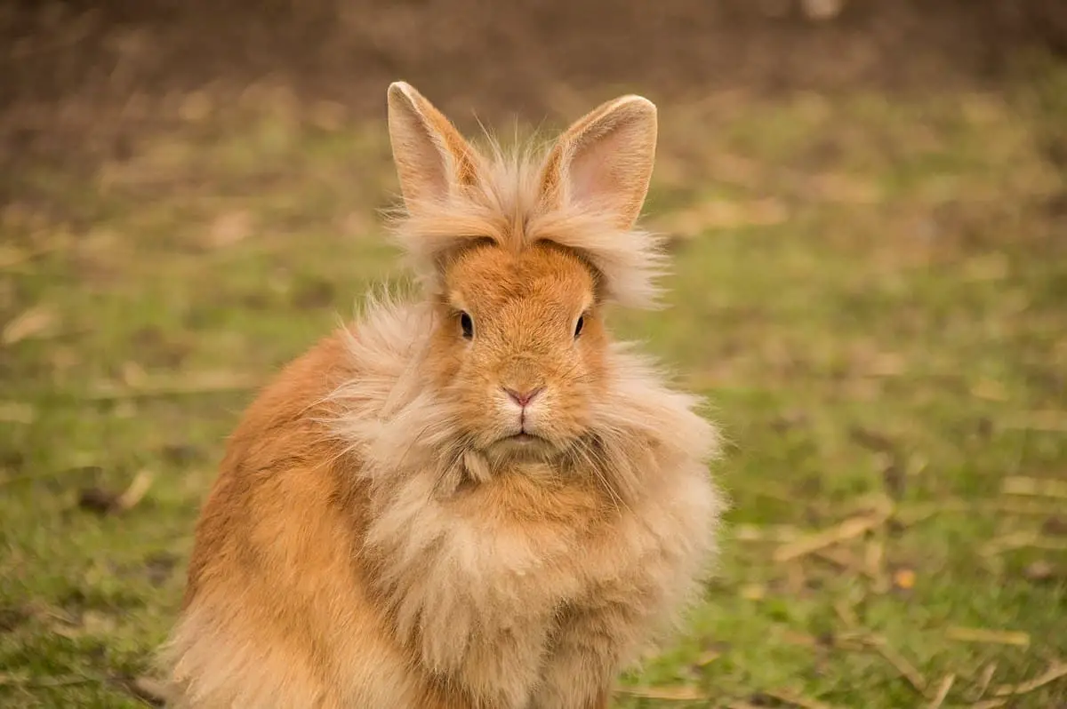 Lion head rabbit: character, education, appearance