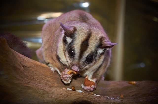 The Sugar Glider as pet: appearance, character, nature, care, food, breeding, price