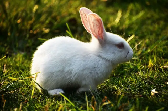 The rabbit, a pet to get to know better