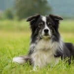 10 Dog Breeds That Are Easy To Train