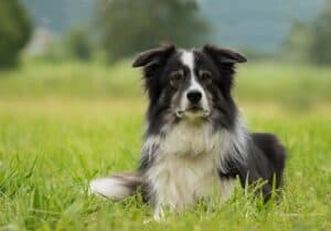 10-Dog-Breeds-That-Are-Easy-To-Train