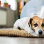 7 tips for the post-operative phase of dogs