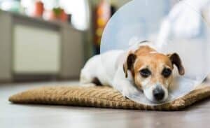 7-tips-for-the-post-operative-phase-of-dogs