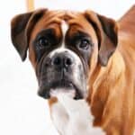 Acne in dogs what to do if your dog has pimples!