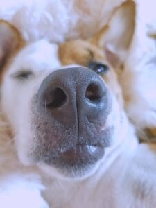 All-you-need-to-know-about-dogs-noses