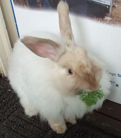 Angora Rabbit as a pet: appearance, care, hygiene, food