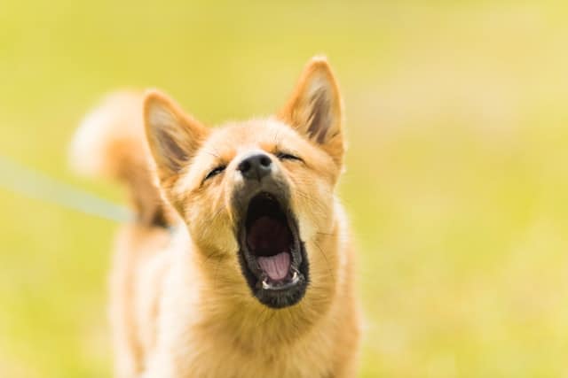 15 Best Tips to stop your dog from barking