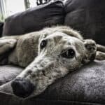 Diarrhea in older dogs: what to do?
