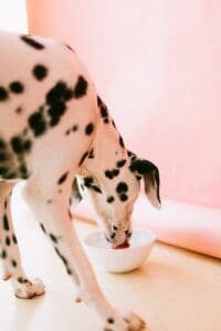 Diets-for-kidney-problems-in-dogs-everything-you-need-to-know