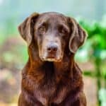 Diseases-of-older-dogs-what-they-are-and-how-to-treat-them