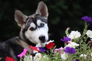 Dog-Flowers-1