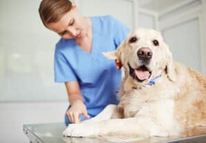 Cute dog lying on vet table during checkup
