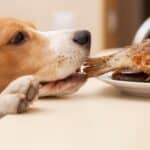 Tricks to prevent your dog from stealing food