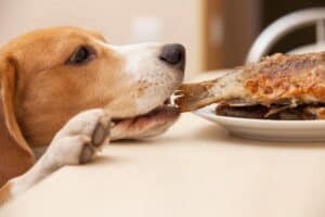 Dog-stealing-food