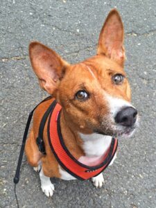 First-steps-in-training-the-Basenji-breed
