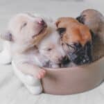 How-many-puppies-can-dogs-give-birth