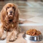 How should you feed a diabetic dog?