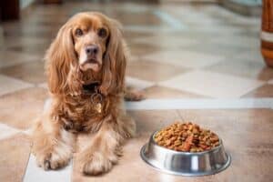 How-should-you-feed-a-diabetic-dog