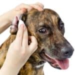 How to get rid of dog ear mites