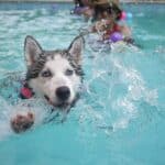 How to overcome your dog's fear of water