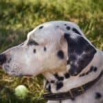 How to tell if your dog is deaf? What to do?