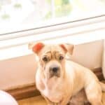 Leaving dog alone at home: tips