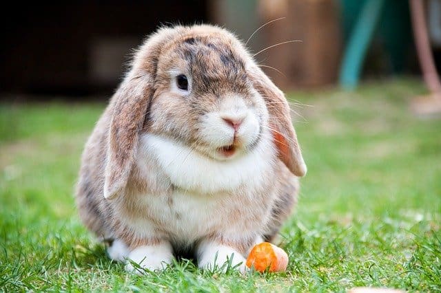 Lop Eared Rabbit or Ram Rabbit as a pet: types, appearance, nature, care, food, price